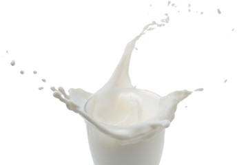 Milk Splash on white background,