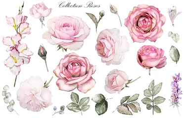 Muurstickers Rozen Set aquarel elementen van roos, collectie tuin en wilde bloemen, bladeren, takken, illustratie geïsoleerd op een witte achtergrond, eucalyptus, bud