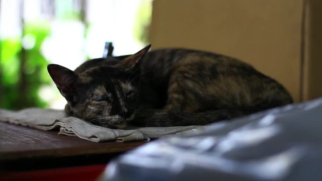 Portrait of a sleeping cat in sunday afternoon. Cat resting in lazy day