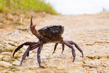 Somanniathelphusa in nature