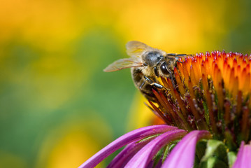 Closeup Bee On Cone Flower. Macro