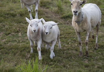 Obraz na płótnie Canvas Lambs