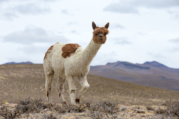 Fototapeta premium lamas in Andes,Mountains, Peru