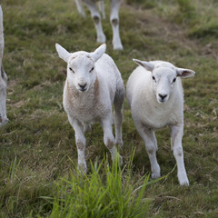 Obraz na płótnie Canvas Lambs