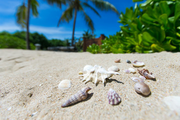 Shells on sandy beach