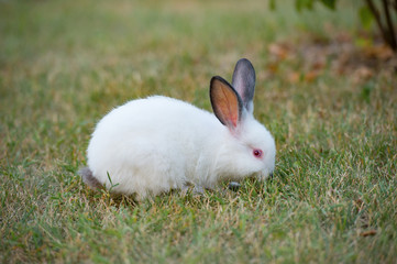 Adorable rabbit playing in green grass