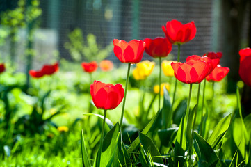 Macro shot of red tulips in the garden on colorful background in the middle of a garden on springtime. Bees are seeking nectar in blooming flowers, weather is sunny and warm. Waiting for summer.