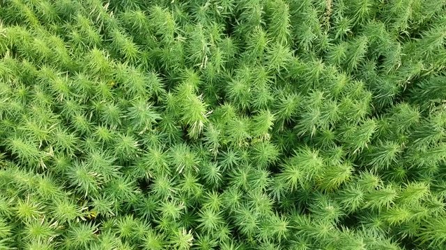 Hemp field ascending drone view