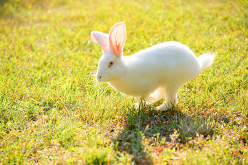 white rabbit running on the grass.
