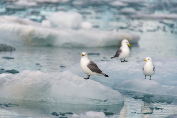 Arctic landscape