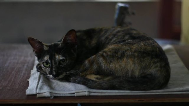 Portrait of a sleeping cat in sunday afternoon. Cat resting in lazy day
