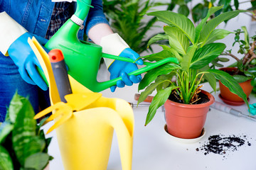 Florist at work in greenhouse