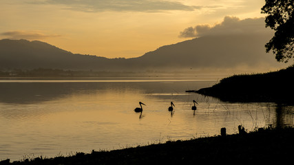 Naklejka premium silhouette bird and tree above lake sunrise