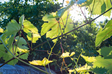 Obraz premium Juicy grape leaves with a lot of sunshine. Close-up