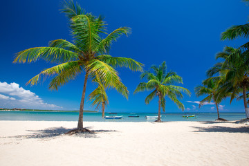 Fototapeta na wymiar tropical beach with palm trees and blue lagoon