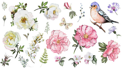 Set watercolor elements of flower rose, collection garden and wild flowers, leaves, branches, illustration isolated on white background, bird - finch, butterfly, pink  bud