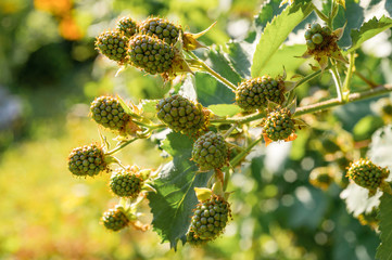 Unripe green raspberry growing in the garden. Close-up of berries. Blurry nature background