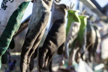 Garden Gloves in a Greenhouse.