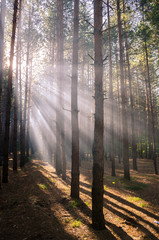 The first rays of the sun