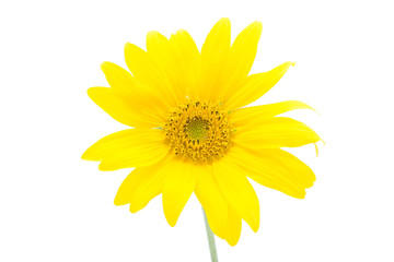 sunflower #1