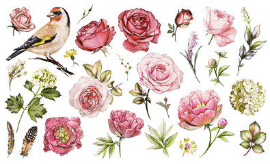 Fototapety  Zestaw elementów akwarela kwiat róży, piwonie, hortensja, kolekcja ogrodowa i dzikie kwiaty, liście, gałęzie, ilustracja na białym tle, ptak - szczygieł, różowy pączek