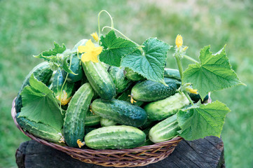 Young cucumbers with flowers in a big wicker wooden basket, on textured old stump. Blurry green background. Close-up