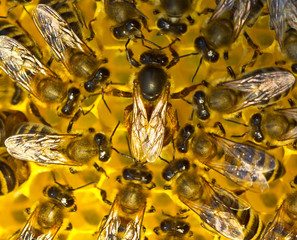 Queen bee lays eggs in the honeycomb.