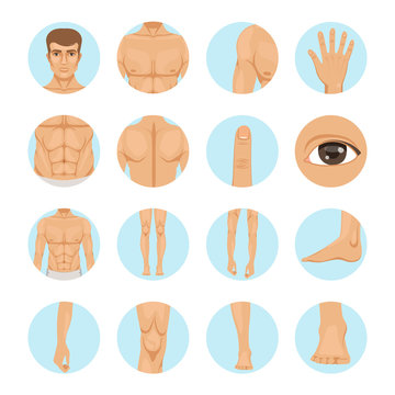 Vector human. Different parts of man body