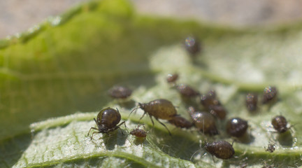 Aphids clung the young tree branch.