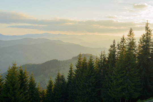 Fototapeta Landscape at sunset in the mountains and rows of coniferous trees in the Carpathians