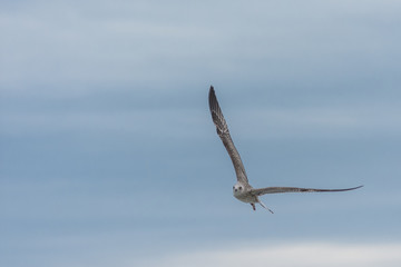 Seagul on the beach