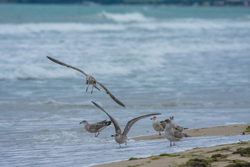 Seagul on the beach