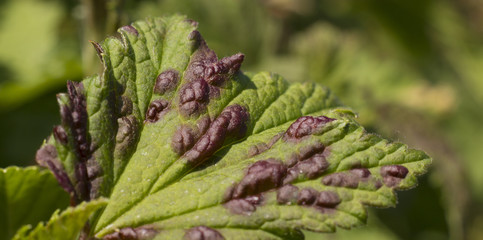 Sour leaf of currant, phytophthora and red spots