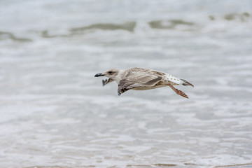 Seagul on the beach