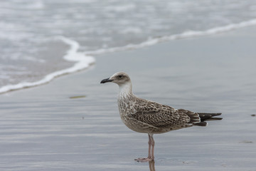 Seagul on the beach