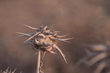 Une plante morte à cause de la sécheresse