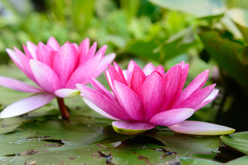 Rosa seerose im Wasser im Teich © Tobias