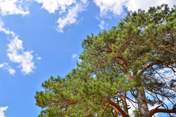 Big pine tree on the background of blue sky in summer