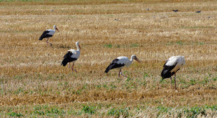 Störche auf dem Ackerfeld am essen suchen 