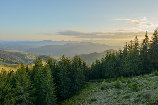 Fototapeta Landscape at sunset in the mountains and rows of coniferous trees in the Carpathians