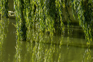 Trauerweide am Wasser mit Spiegelung