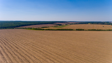 Fototapeta na wymiar Aerial view of the yellow wheat field.