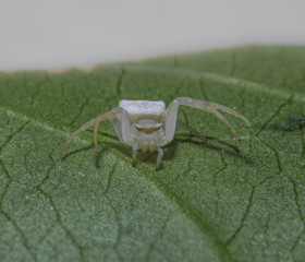 Crab spider 