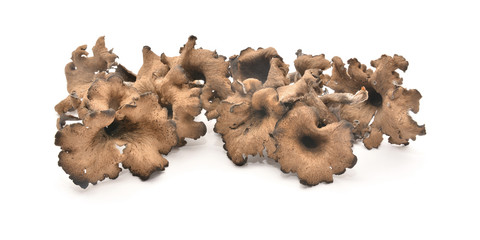 Fototapeta premium craterellus cornucopioides grzyb