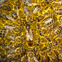 Life and reproduction of bees.Queen bee lays eggs in the honeycomb.