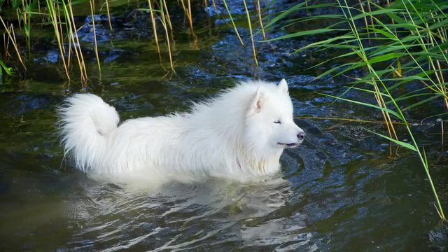 Samoyed dog swims in the lake.