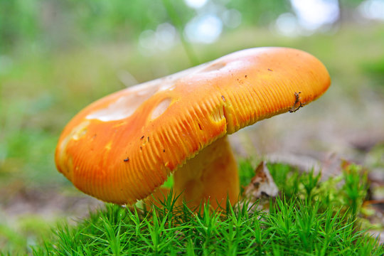 caesar's mushroom