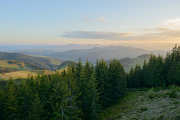Fototapeta na wymiar Landscape at sunset in the mountains and rows of coniferous trees in the Carpathians