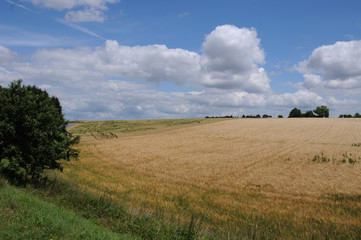 Sommerlandschaft mit Getreidefeld