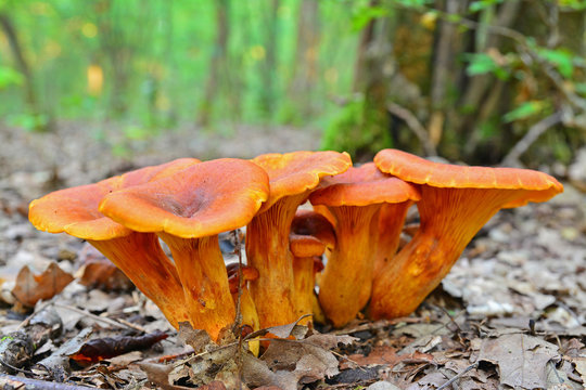 omphalotus olearius mushroom
